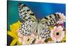 Paper Kite Butterfly, Idea leuconoe on Gerber Daisies-Darrell Gulin-Stretched Canvas