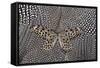 Paper Kite Butterfly on Black and White Guinea Fowl Feathers Design-Darrell Gulin-Framed Stretched Canvas
