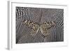 Paper Kite Butterfly on Black and White Guinea Fowl Feathers Design-Darrell Gulin-Framed Photographic Print