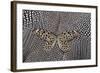Paper Kite Butterfly on Black and White Guinea Fowl Feathers Design-Darrell Gulin-Framed Photographic Print