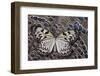Paper Kite Butterfly on Grey Peacock Pheasant Feather Design-Darrell Gulin-Framed Photographic Print