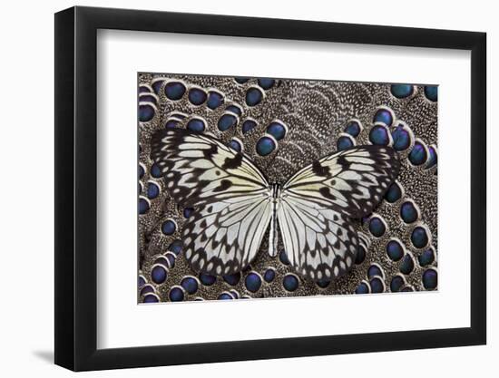 Paper Kite Butterfly on Grey Peacock Pheasant Feather Design-Darrell Gulin-Framed Photographic Print