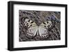 Paper Kite Butterfly on Grey Peacock Pheasant Feather Design-Darrell Gulin-Framed Photographic Print