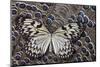 Paper Kite Butterfly on Grey Peacock Pheasant Feather Design-Darrell Gulin-Mounted Photographic Print