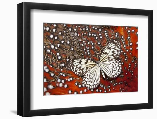 Paper Kite Butterfly on Tragopan Body Feather Design-Darrell Gulin-Framed Photographic Print