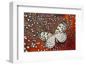 Paper Kite Butterfly on Tragopan Body Feather Design-Darrell Gulin-Framed Photographic Print