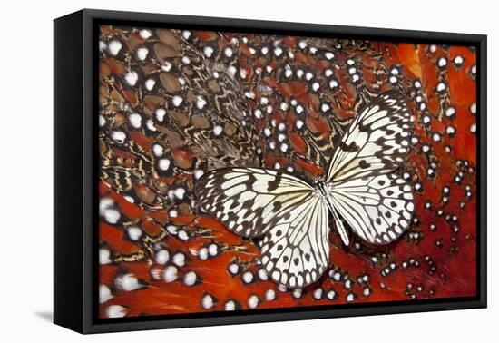 Paper Kite Butterfly on Tragopan Body Feather Design-Darrell Gulin-Framed Stretched Canvas