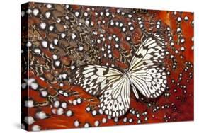 Paper Kite Butterfly on Tragopan Body Feather Design-Darrell Gulin-Stretched Canvas