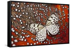 Paper Kite Butterfly on Tragopan Body Feather Design-Darrell Gulin-Framed Stretched Canvas