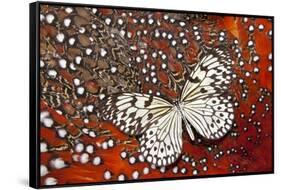 Paper Kite Butterfly on Tragopan Body Feather Design-Darrell Gulin-Framed Stretched Canvas