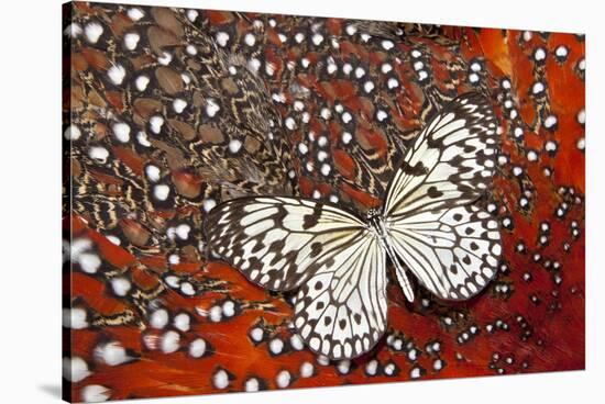 Paper Kite Butterfly on Tragopan Body Feather Design-Darrell Gulin-Stretched Canvas