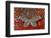 Paper Kite Butterfly on Tragopan Body Feather Design-Darrell Gulin-Framed Photographic Print