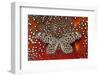 Paper Kite Butterfly on Tragopan Body Feather Design-Darrell Gulin-Framed Photographic Print