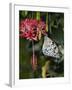 Paper Kite Butterfly-Adam Jones-Framed Photographic Print