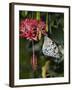 Paper Kite Butterfly-Adam Jones-Framed Photographic Print