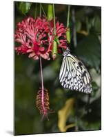 Paper Kite Butterfly-Adam Jones-Mounted Photographic Print