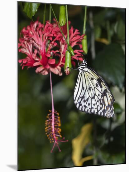 Paper Kite Butterfly-Adam Jones-Mounted Photographic Print