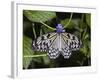 Paper Kite Butterfly-Adam Jones-Framed Photographic Print