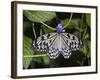 Paper Kite Butterfly-Adam Jones-Framed Photographic Print