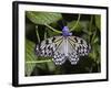 Paper Kite Butterfly-Adam Jones-Framed Photographic Print