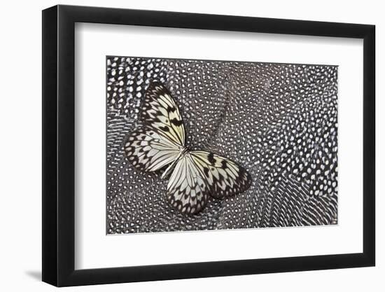 Paper Kite Tropical Butterfly on Helmeted Guineafowl-Darrell Gulin-Framed Photographic Print