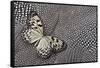 Paper Kite Tropical Butterfly on Helmeted Guineafowl-Darrell Gulin-Framed Stretched Canvas