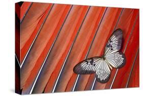 Paper Kite Tropical Butterfly on Scarlet Macaw Tail Feather Design-Darrell Gulin-Stretched Canvas