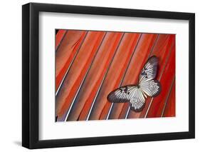 Paper Kite Tropical Butterfly on Scarlet Macaw Tail Feather Design-Darrell Gulin-Framed Photographic Print