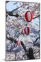 Paper lanterns hanging in the blooming cherry trees, Fort Goryokaku, Hakodate, Hokkaido, Japan, Asi-Michael Runkel-Mounted Photographic Print