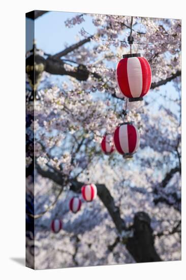 Paper lanterns hanging in the blooming cherry trees, Fort Goryokaku, Hakodate, Hokkaido, Japan, Asi-Michael Runkel-Stretched Canvas