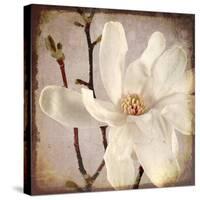 Paper Magnolia Closeup-LightBoxJournal-Stretched Canvas