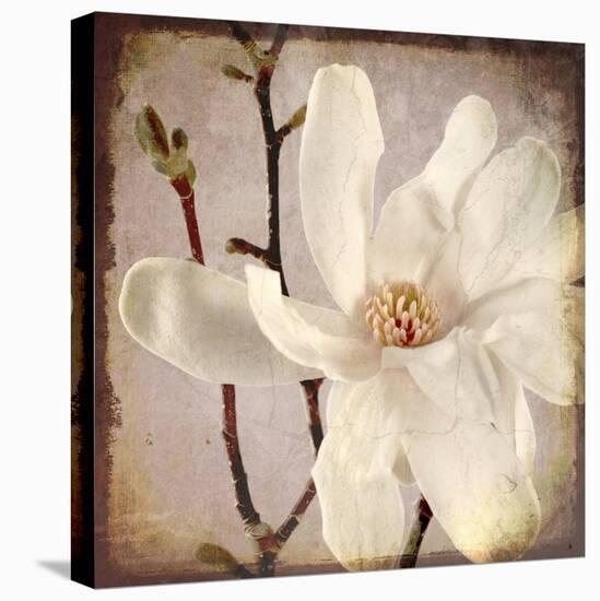 Paper Magnolia Closeup-LightBoxJournal-Stretched Canvas