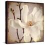 Paper Magnolia Closeup-LightBoxJournal-Stretched Canvas