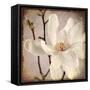 Paper Magnolia Closeup-LightBoxJournal-Framed Stretched Canvas