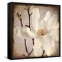 Paper Magnolia Closeup-LightBoxJournal-Framed Stretched Canvas