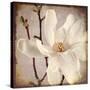 Paper Magnolia Closeup-LightBoxJournal-Stretched Canvas