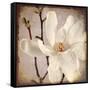Paper Magnolia Closeup-LightBoxJournal-Framed Stretched Canvas