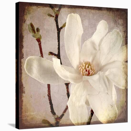 Paper Magnolia Closeup-LightBoxJournal-Stretched Canvas