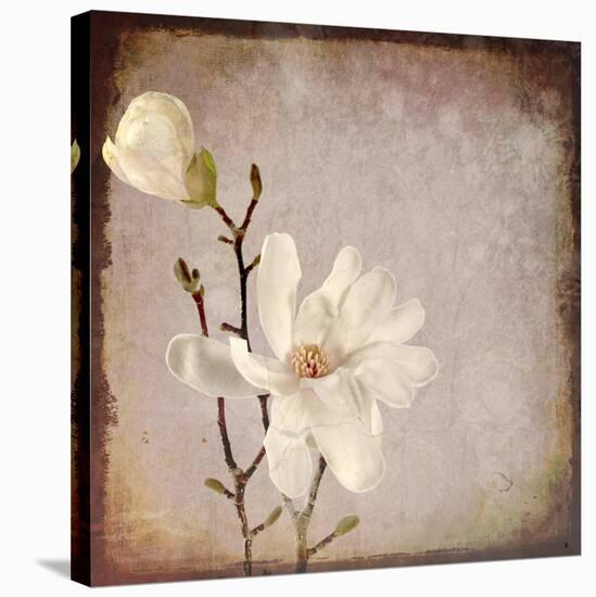 Paper Magnolia Duo-LightBoxJournal-Stretched Canvas