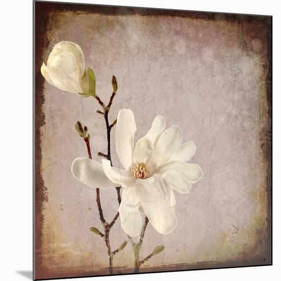 Paper Magnolia Duo-LightBoxJournal-Mounted Giclee Print