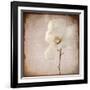 Paper Magnolia-LightBoxJournal-Framed Giclee Print