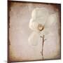 Paper Magnolia-LightBoxJournal-Mounted Giclee Print