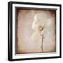 Paper Magnolia-LightBoxJournal-Framed Giclee Print