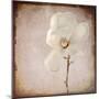 Paper Magnolia-LightBoxJournal-Mounted Giclee Print