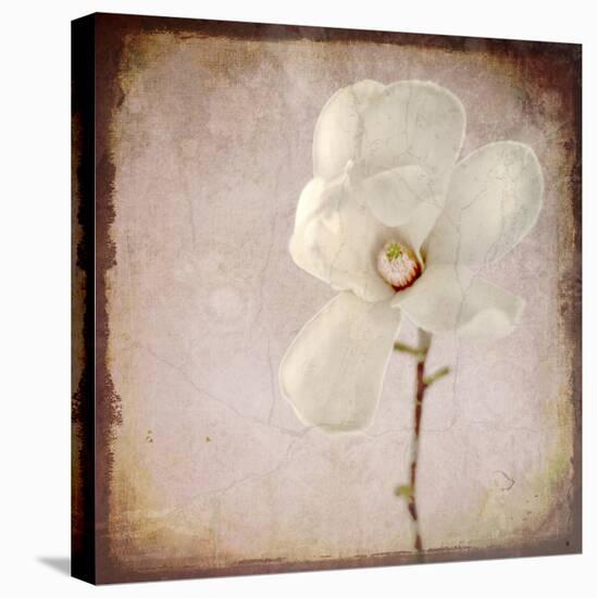 Paper Magnolia-LightBoxJournal-Stretched Canvas