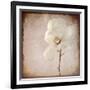 Paper Magnolia-LightBoxJournal-Framed Giclee Print