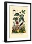 Paper Mulberry, 1833-39-null-Framed Giclee Print