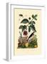 Paper Mulberry, 1833-39-null-Framed Giclee Print