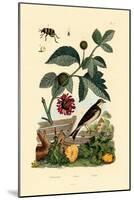 Paper Mulberry, 1833-39-null-Mounted Giclee Print
