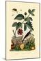 Paper Mulberry, 1833-39-null-Mounted Giclee Print